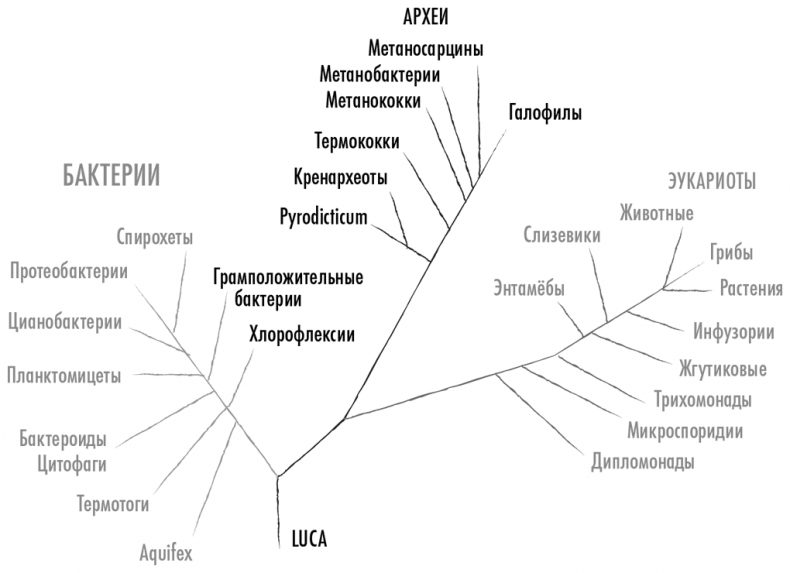 Смерть должна умереть. Наука в борьбе за наше бессмертие