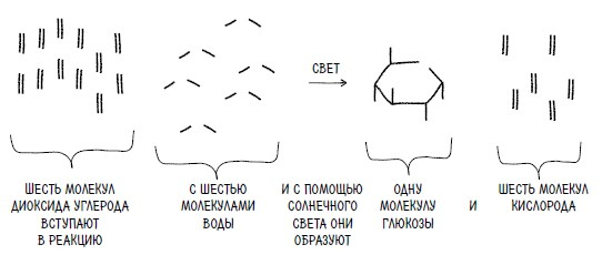 Ингредиенты. Странные химические свойства того, что мы едим, пьем и наносим на кожу