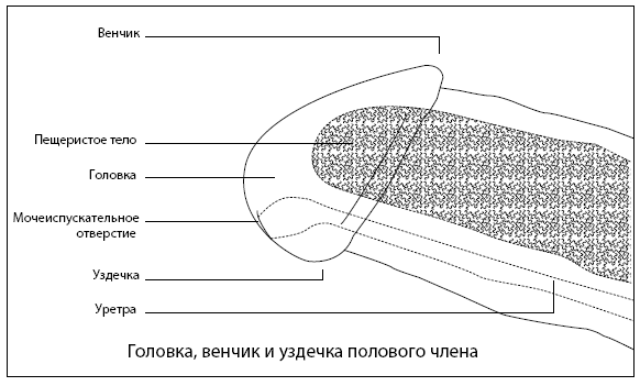 Он снова кончает. Устрой мужчине лучший секс, которого у него никогда не было