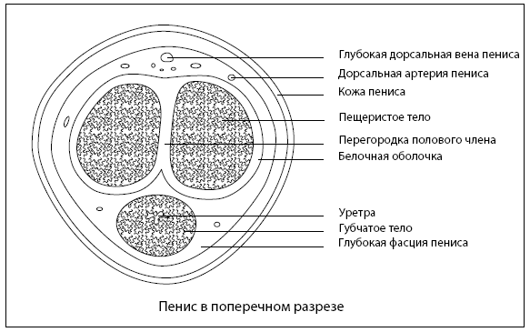 Он снова кончает. Устрой мужчине лучший секс, которого у него никогда не было