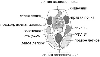 Китайский императорский массаж. Лечение 100 болезней с помощью банок. Большой атлас зон исцеления