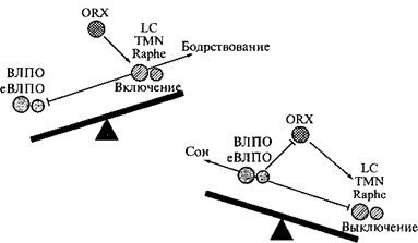 Сон. Почему мы спим и как нам это лучше всего удается