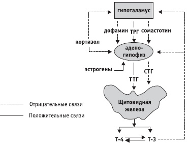 Заболевания щитовидной железы. Лечение и профилактика