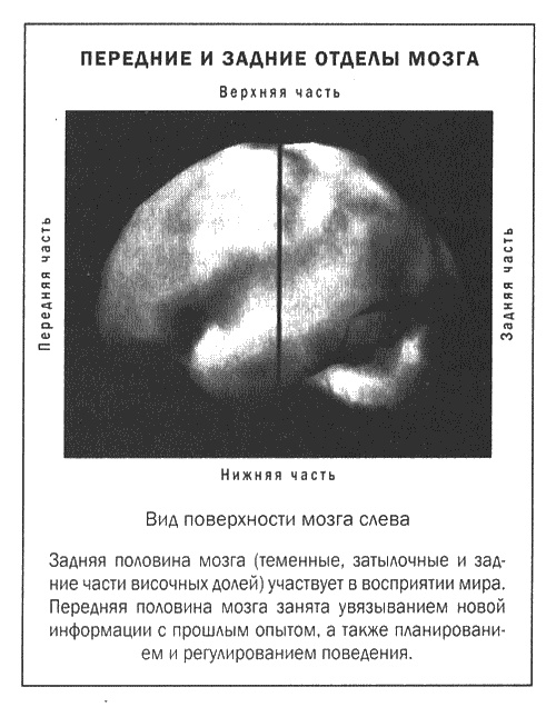 Мозг и душа. Новые открытия о влиянии мозга на характер, чувства, эмоции