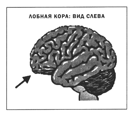 Мозг и душа. Новые открытия о влиянии мозга на характер, чувства, эмоции