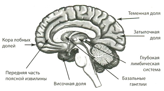 Мозг и любовь. Секреты практической нейробиологии