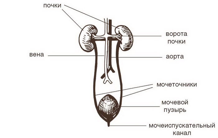 Болезни почек и мочевого пузыря. Полная энциклопедия. Диагностика, лечение, профилактика