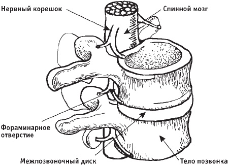 Первая скрипка позвоночника. Революционная методика лечения остеохондроза