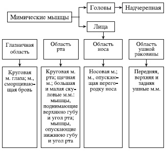 Атлас профессионального массажа