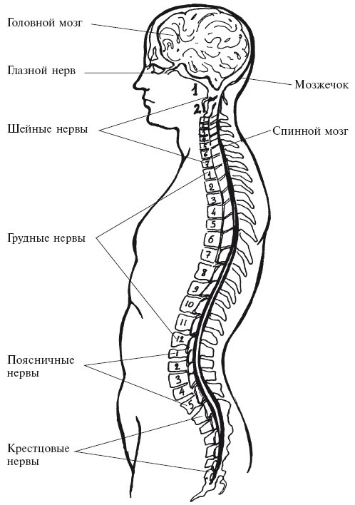 Позвоночник - ключ к здоровью