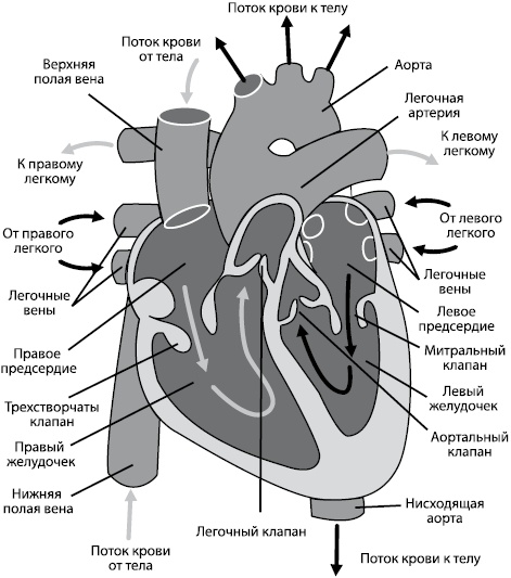 Здоровое сердце