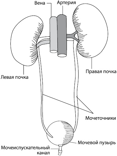 Здоровое сердце