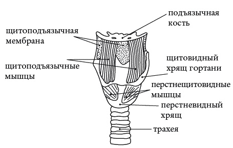 Экстренная помощь при травмах, болевых шоках и воспалениях. Опыт работы в чрезвычайных ситуациях