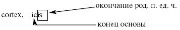 Латинский язык для медиков. Конспект лекций