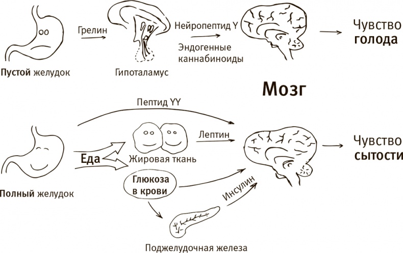 Кто бы мог подумать! Как мозг заставляет нас делать глупости