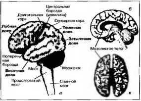 Рождение разума. Загадки нашего сознания