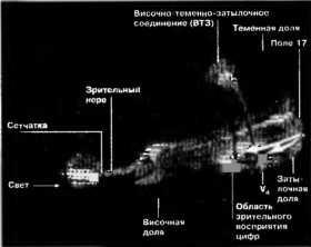 Рождение разума. Загадки нашего сознания