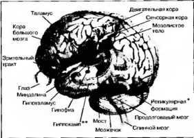 Рождение разума. Загадки нашего сознания