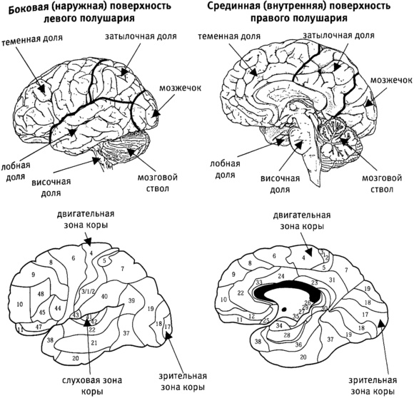 Мозг и душа. Как нервная деятельность формирует наш внутренний мир