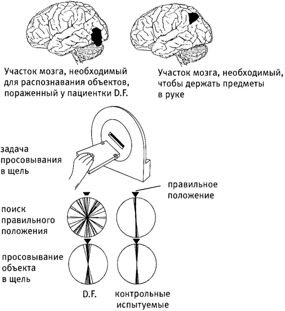 Мозг и душа. Как нервная деятельность формирует наш внутренний мир