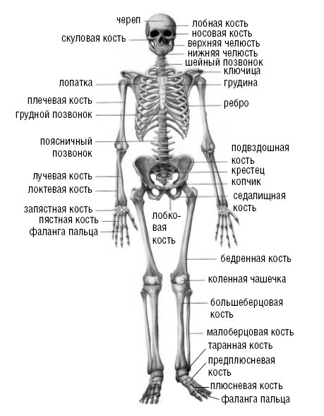 Лечимся едой. Болезни суставов и позвоночника. 200 лучших рецептов