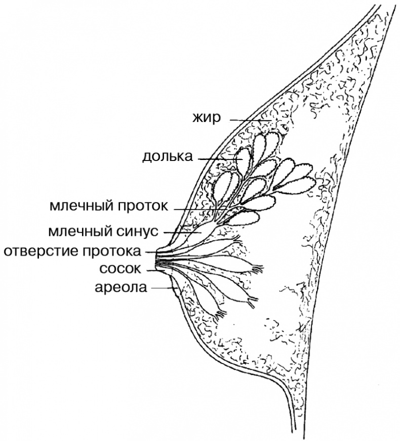 Антирак груди