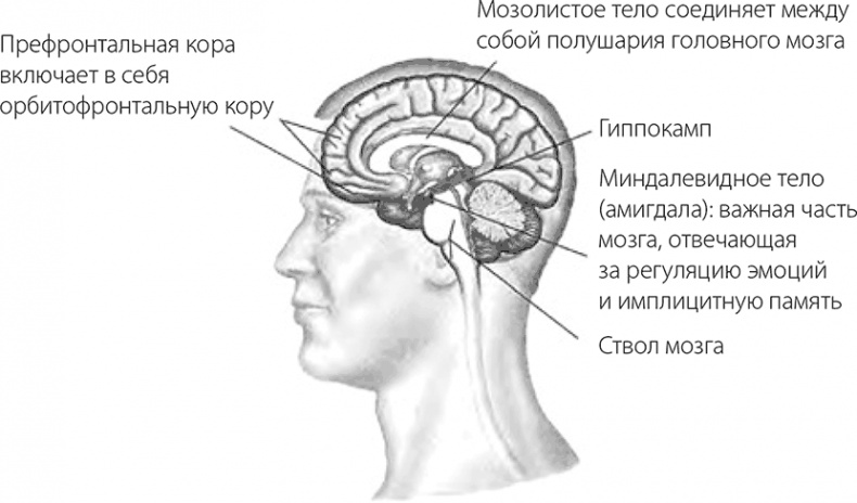 Внимательный мозг. Научный взгляд на медитацию