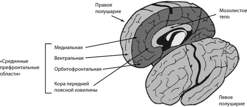 Внимательный мозг. Научный взгляд на медитацию