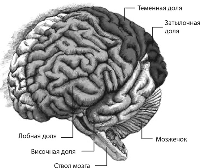 Внимательный мозг. Научный взгляд на медитацию