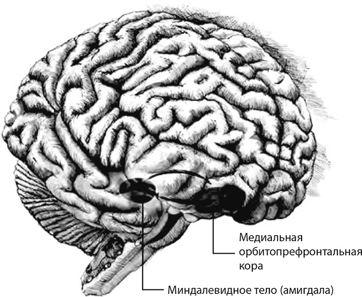 Внимательный мозг. Научный взгляд на медитацию