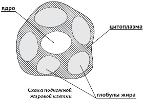 Питание и долголетие