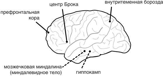 Включите свою рабочую память на полную мощь