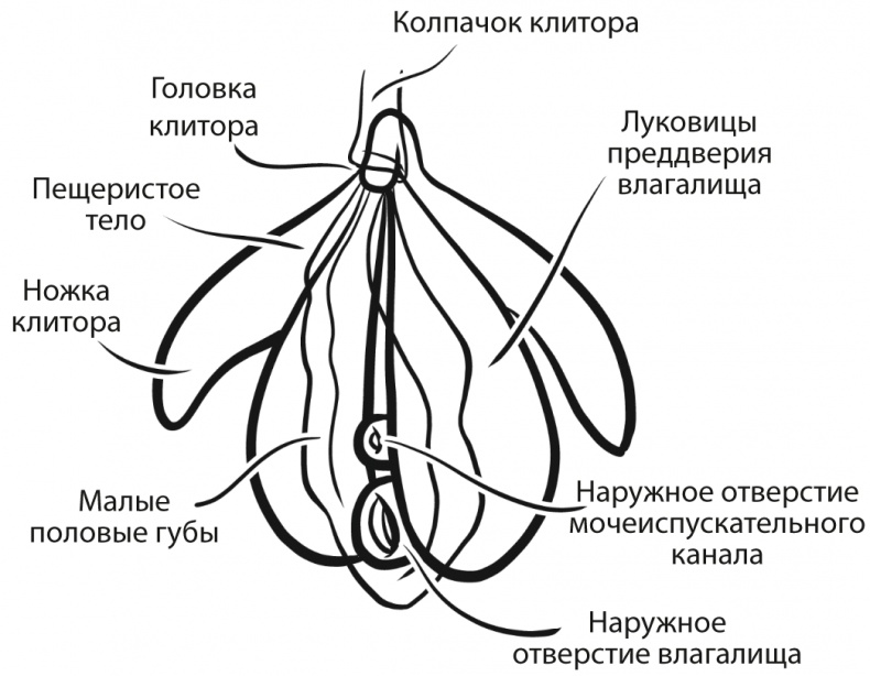 Как хочет женщина. Мастер-класс по науке секса