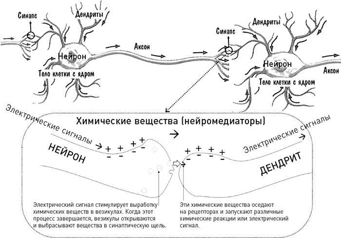 Мозг освобожденный. Как предотвратить перегрузки и использовать свой потенциал на полную мощь