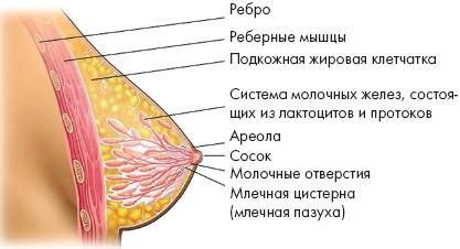 Аэробика для груди