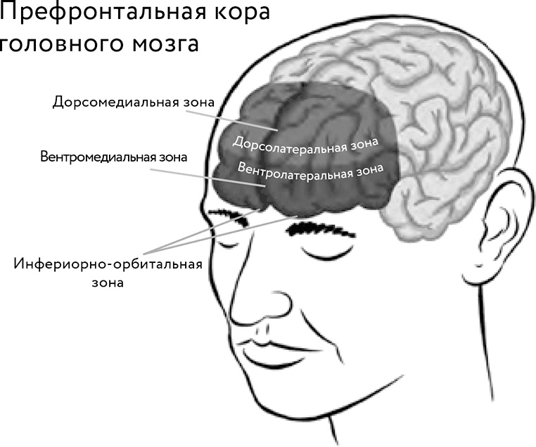 Восходящая спираль. Как нейрофизиология помогает справиться с негативом и депрессией – шаг за шагом