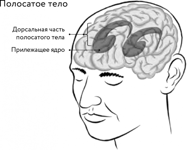 Восходящая спираль. Как нейрофизиология помогает справиться с негативом и депрессией – шаг за шагом