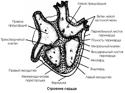 Заболевания сердца и сосудов. Профилактика и лечение