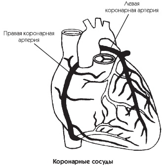 Заболевания сердца и сосудов. Профилактика и лечение