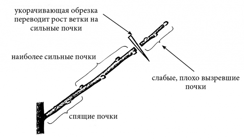 Сад без нервов. Обрезка и подкормка