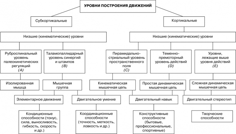 Двигательная активность и здоровье. От лечебной гимнастики до паркура