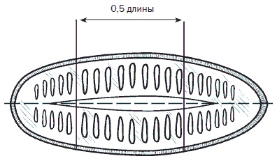 Всё о семенах овощных культур