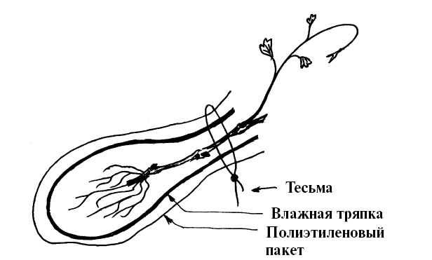 Секреты выращивания винограда в любом климате. Проверенные способы формировки винограда