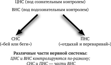 Синдром белки в колесе: Как сохранить здоровье и сберечь нервы в мире бесконечных дел