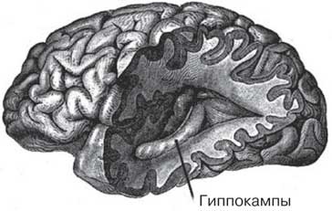 Удивительные истории о мозге, или рекорды памяти коноплянки