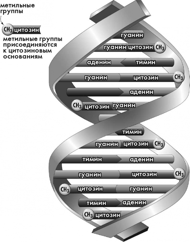 Супергены. На что способна твоя ДНК?