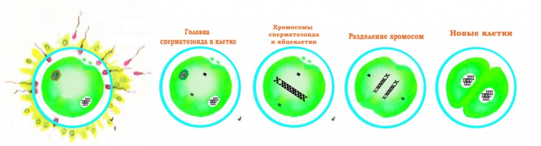 Половое воспитание детей и подростков