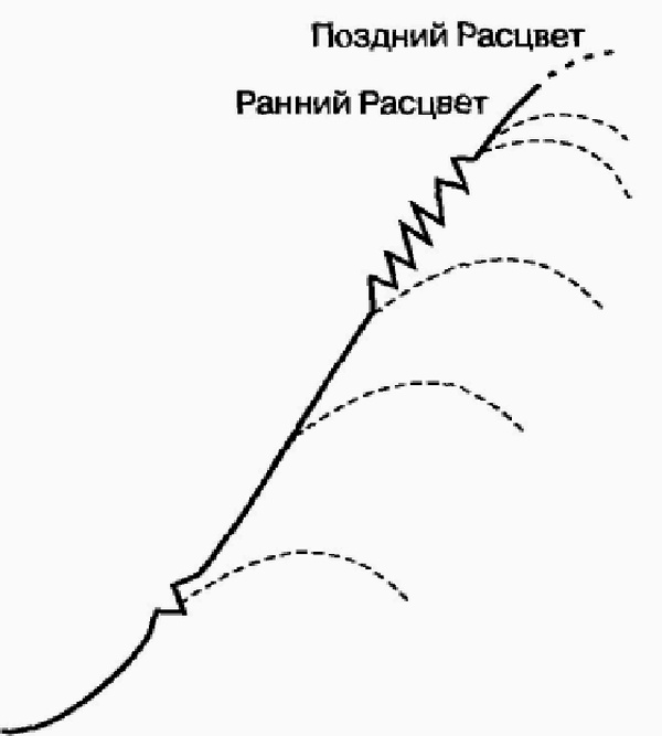 Управление жизненным циклом корпорации