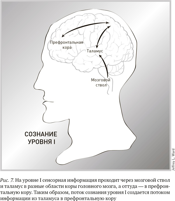 Будущее разума