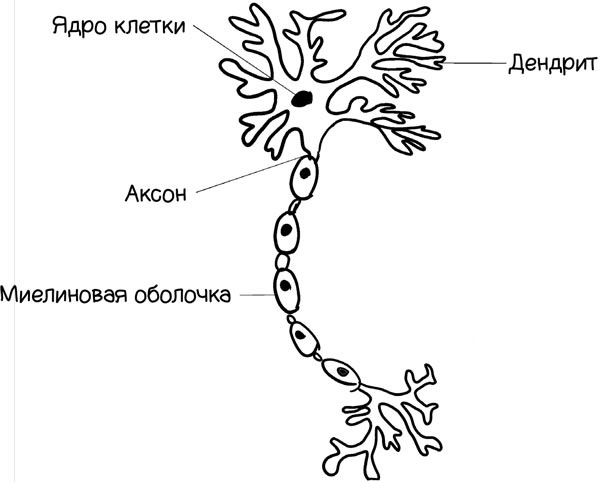 Как запомнить всё! Секреты чемпиона мира по мнемотехнике